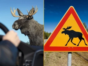 Осторожно! Дикие животные на дороге!
