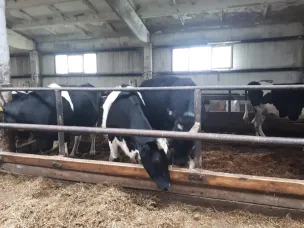 27 мая 2022 года на базе ООО "Племзавод "Семинский" состоялся конкурс операторов машинного доения коров в 2022 году.