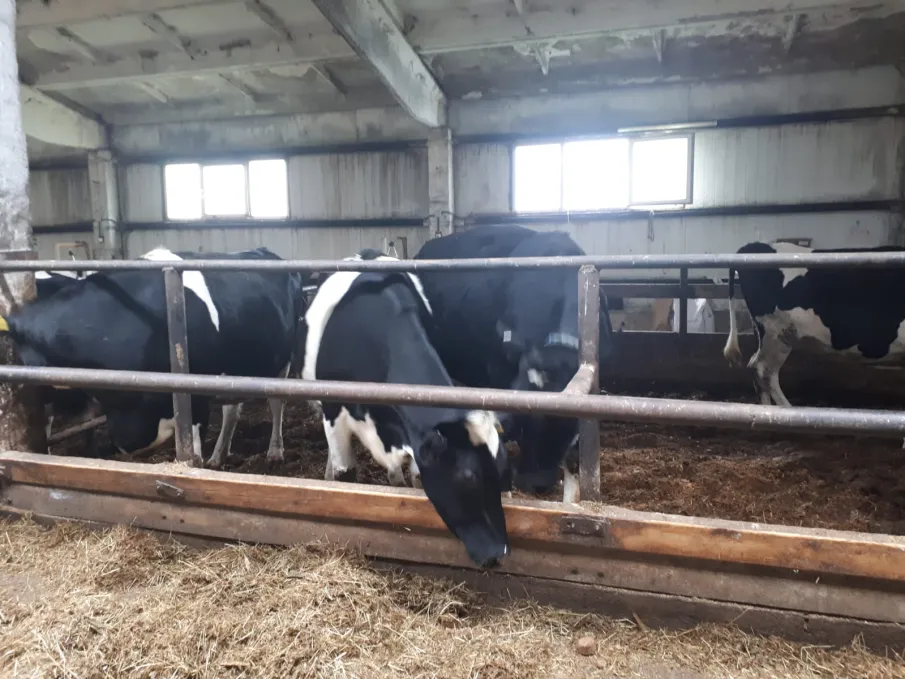 27 мая 2022 года на базе ООО "Племзавод "Семинский" состоялся конкурс операторов машинного доения коров в 2022 году.