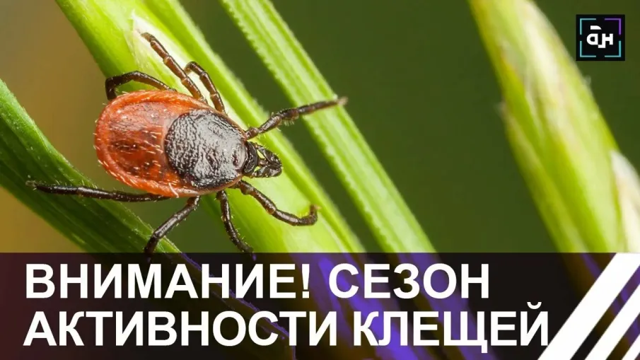 Управление Роспотребнадзора по Нижегородской области предупреждает, что начался сезон активности клещей.